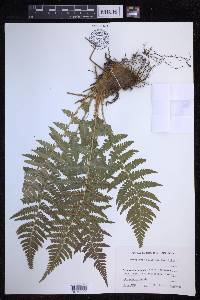 Dryopteris filix-mas image