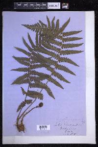 Dryopteris filix-mas image