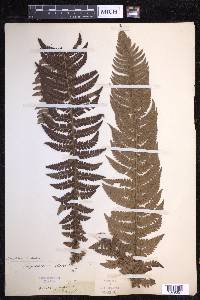 Polystichum aculeatum image