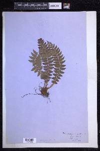 Polystichum aculeatum image