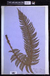 Polystichum aculeatum image