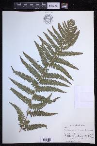 Dryopteris filix-mas image