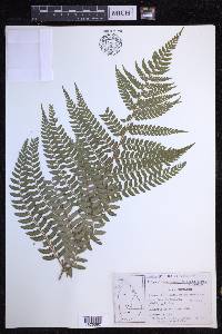 Polystichum anomalum image