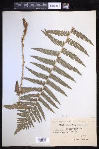 Dryopteris filix-mas image