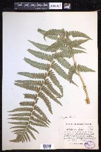 Dryopteris filix-mas image