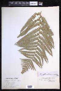 Dryopteris filix-mas image