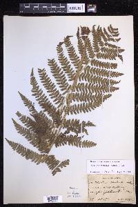 Dryopteris monticola image