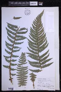 Polystichum aculeatum image