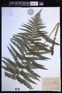 Dryopteris filix-mas image