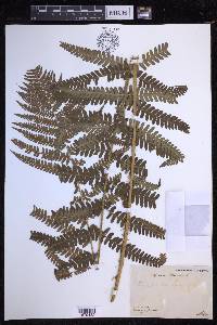 Dryopteris filix-mas image