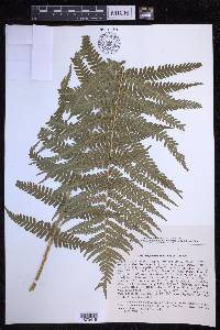 Dryopteris filix-mas image