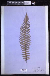 Polystichum aculeatum image