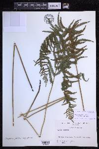 Thelypteris palustris var. pubescens image