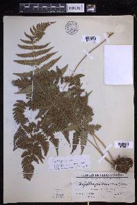 Dryopteris fragrans image