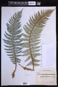 Polystichum aculeatum image