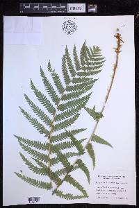 Dryopteris filix-mas image