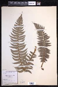 Polystichum aculeatum image