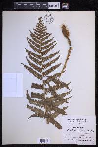 Dryopteris filix-mas image