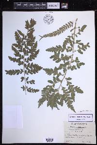 Dryopteris filix-mas image