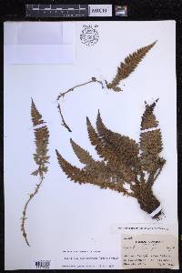 Polystichum acanthophyllum image