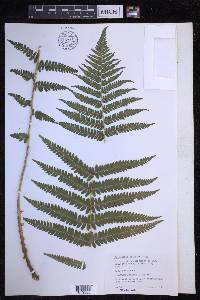 Dryopteris filix-mas image