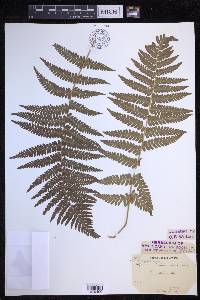 Dryopteris filix-mas image