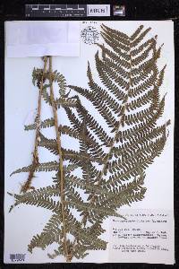 Dryopteris filix-mas image