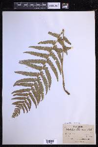 Dryopteris filix-mas image