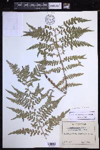 Dryopteris filix-mas image