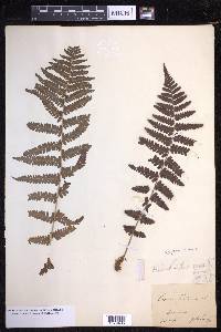 Dryopteris filix-mas image