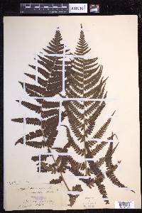 Dryopteris filix-mas image