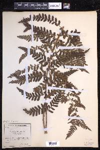 Dryopteris filix-mas image