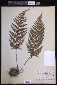 Dryopteris varia image