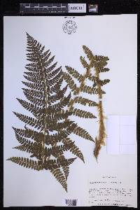 Polystichum braunii image