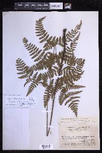 Dryopteris sparsa image