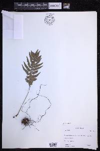 Polystichum luctuosum image