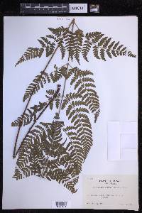 Dryopteris sparsa image