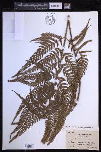 Dryopteris varia image