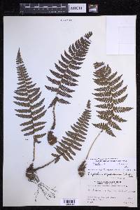 Polystichum discretum image