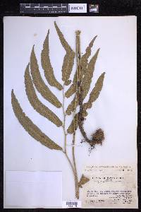 Dryopteris sieboldii image