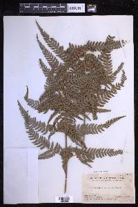 Dryopteris varia image