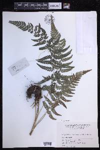 Polystichum luctuosum image