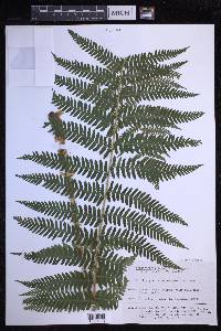 Dryopteris sichotensis image