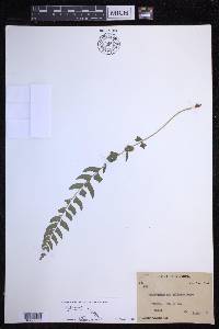 Polystichum formosanum image