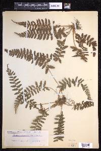 Polystichum diaphanum image