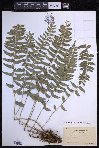 Polystichum formosanum image