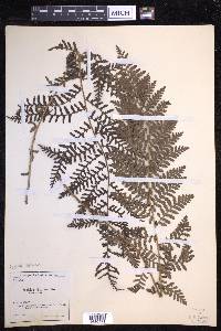 Dryopteris filix-mas image