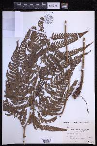 Dryopteris varia image