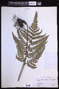 Dryopteris varia image