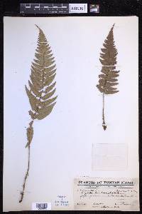 Polystichum luctuosum image